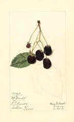 Blackberries, Mcdonald (1914)