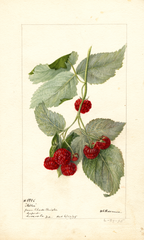 Red Raspberries, Miller (1895)