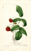 Red Raspberries, Miller (1894)