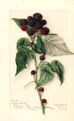 Black Raspberries, Black Pearl (1911)