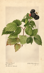 Black Raspberries, Black Pearl (1918)