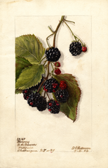 Blackberries, Blowers (1904)