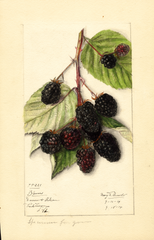 Blackberries, Blowers (1914)