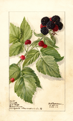 Black Raspberries, Conrath (1906)