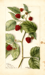 Red Raspberries, Cuthbert (1904)
