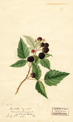 Black Raspberries, Doolittle (1891)