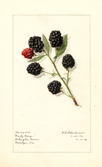 Blackberries, Early King (1916)