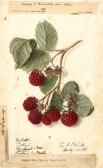 Red Raspberries, Eaton (1906)