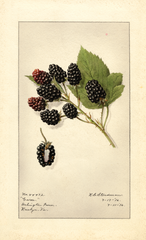 Blackberries, Garee (1916)