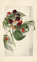 Purple Raspberries, Haymaker (1918)