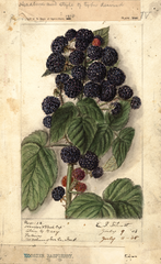 Black Raspberries, Hoosier Black Cap (1908)