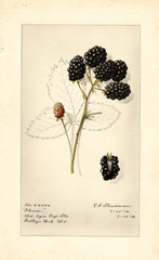 Blackberries, Ohmer (1916)