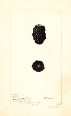 Blackberries, Rathbun (1897)