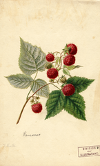 Red Raspberries, Rancocas (1891)