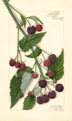 Purple Raspberries, Schaffer (1913)