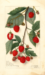 Blackberries (1910)