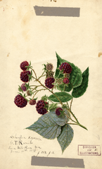 Purple Raspberries, Shaffer (1891)