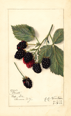 Blackberries, Watt (1912)