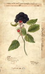 Black Raspberries, Winfield (1908)