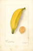 Bananas, Platano Morado (1907)