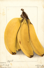 Bananas, Yenjerto (1904)