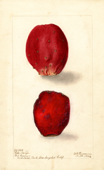Prickly Pear, Rose Prickly Pear (1904)