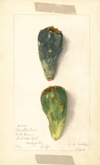 Prickly Pear, Prickly Pear (1904)
