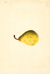 Pears, Bartlett (1922)