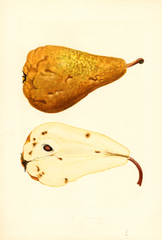 Pears, Bosc (1938)