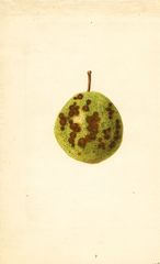 Pears, Kieffer (1935)