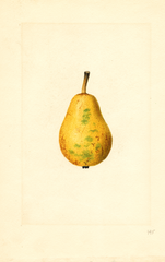 Pears, Bartlett (1916)