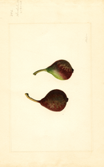Pears, Seckel (1910)