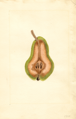 Pears, Bartlett (1923)