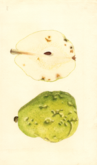 Pears, Anjou (1935)