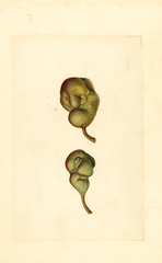 Pears, Seckel (1910)