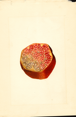 Pomegranates, Wonderful (1911)