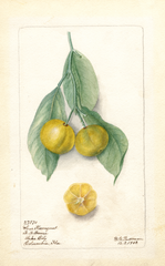 Kumquats, Sour (1902)