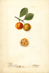 Kumquats (1900)