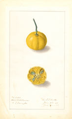 Kumquats, Ukow Tachibana (1908)