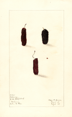 Mulberries, Coloway (1908)