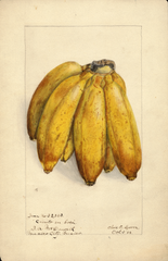 Bananas, Ciento En Boca (1904)