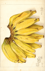 Bananas, Guincos Finget (1907)
