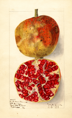 Pomegranates, Sweet Green Skinned (1909)