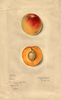 Japanese Apricot, Acme (1915)