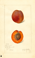 Japanese Apricot, Bennett (1917)
