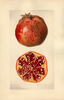 Pomegranates, Sacotons (1920)