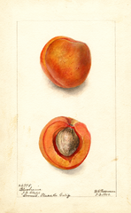 Japanese Apricot, Blenheim (1902)