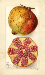 Pomegranates (1907)