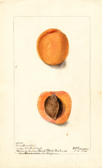 Japanese Apricot, Coles Hemskirk (1902)