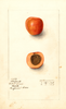 Japanese Apricot, Moorpark (1908)